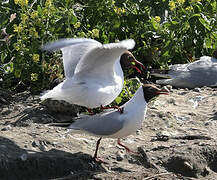 Black-headed Gull