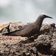 Brown Noddy