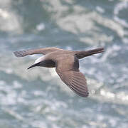 Brown Noddy