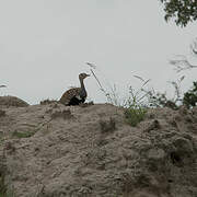 Red-crested Korhaan