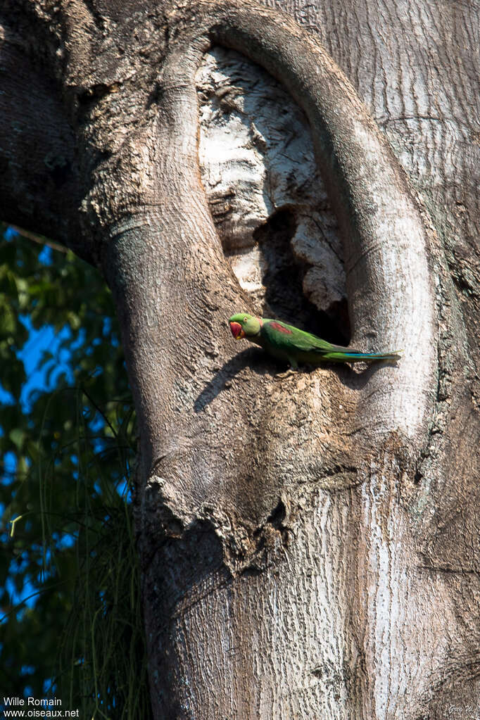 Alexandrine Parakeet male adult, Reproduction-nesting