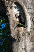 Alexandrine Parakeet