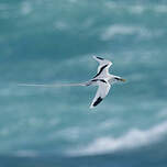 Phaéton à bec jaune