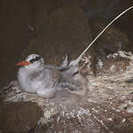 Phaéton à bec rouge