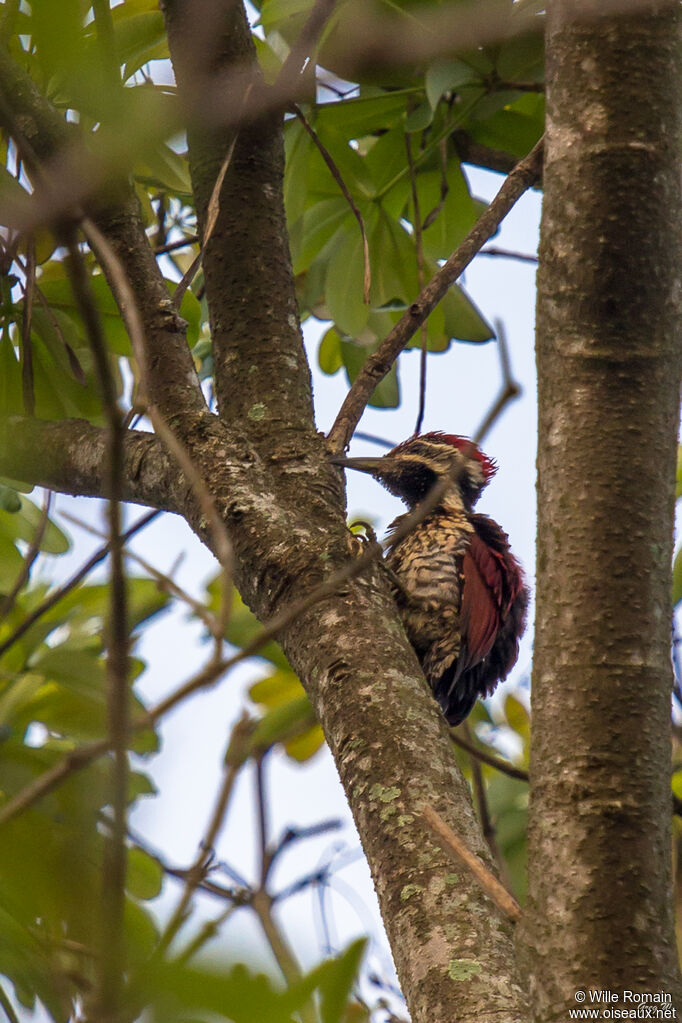 Crimson-backed Flameback