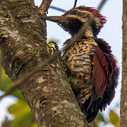 Crimson-backed Flameback