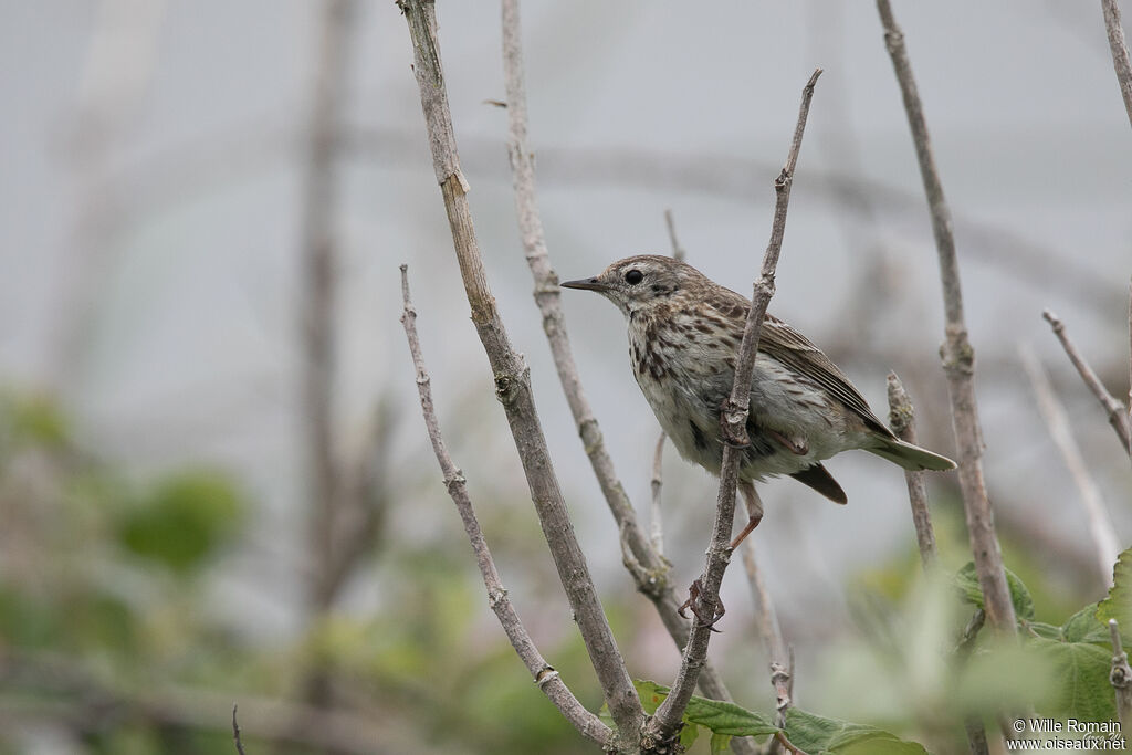 Pipit farlouse