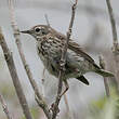 Pipit farlouse