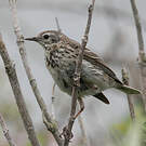 Pipit farlouse