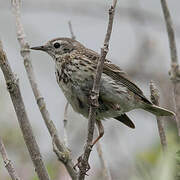 Meadow Pipit