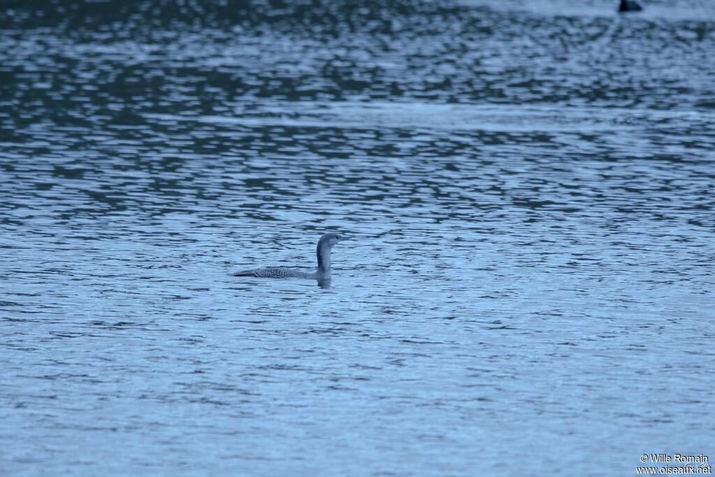 Red-throated Loonadult post breeding, swimming