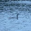 Plongeon catmarin