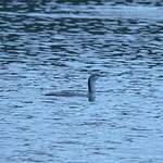 Plongeon catmarin