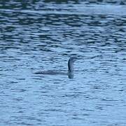 Red-throated Loon