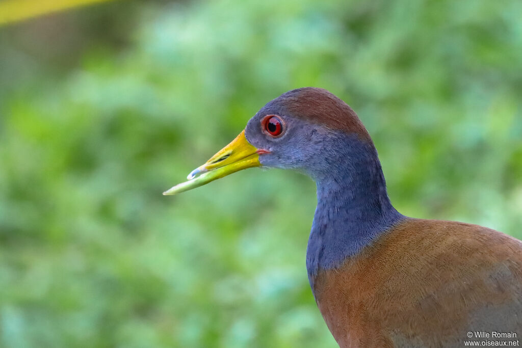 Râle de Cayenneadulte, portrait, marche