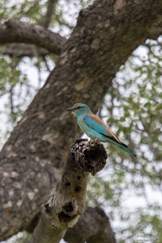 European Rolleradult