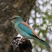 European Roller