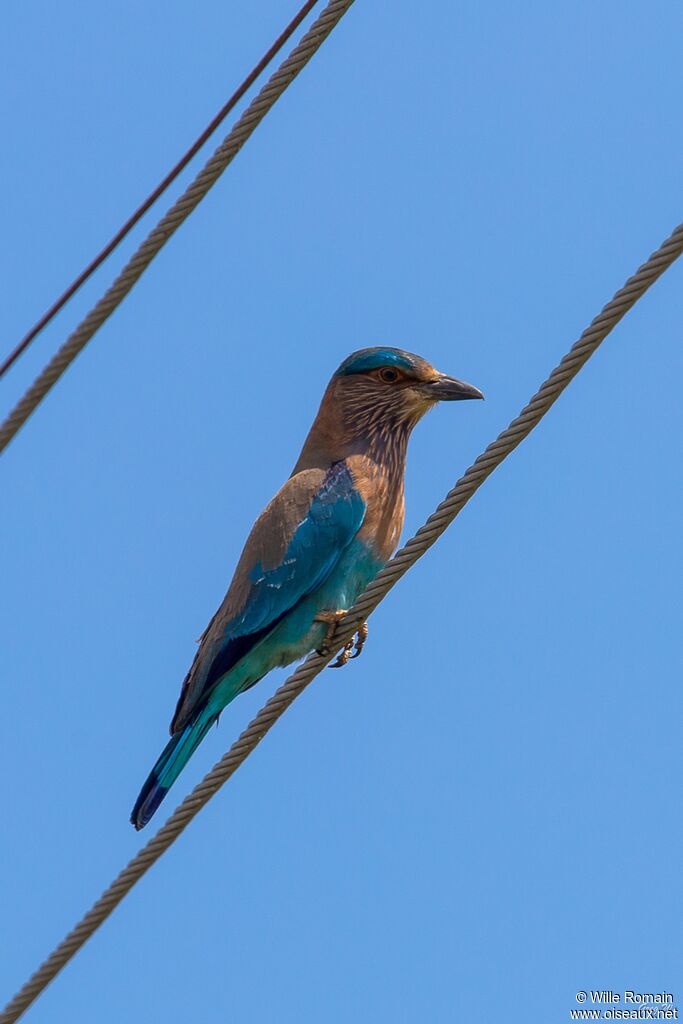 Indian Rolleradult