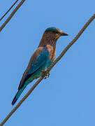 Indian Roller