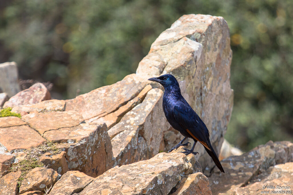 Red-winged Starling male adult breeding