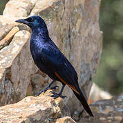 Red-winged Starling