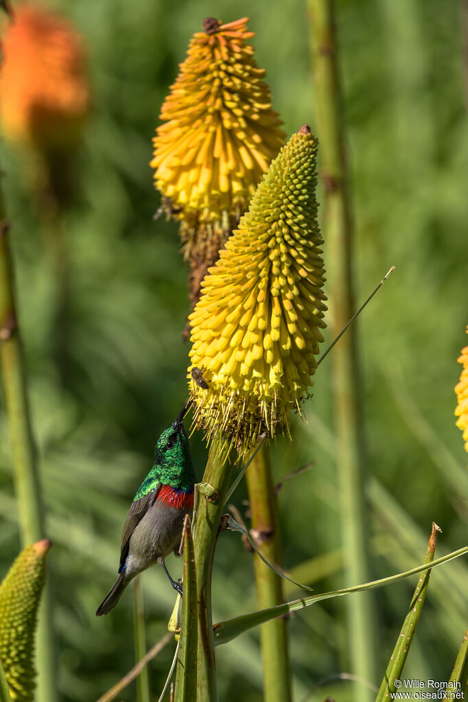 Southern Double-collared Sunbird male adult breeding, walking, eats