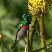 Southern Double-collared Sunbird