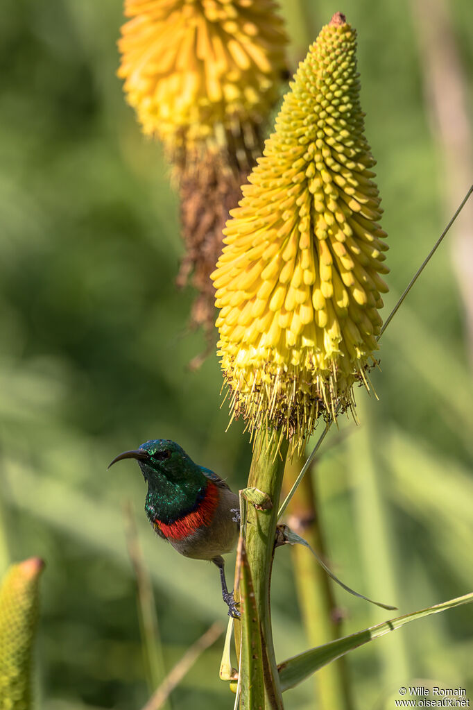 Southern Double-collared Sunbird male adult