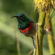 Southern Double-collared Sunbird