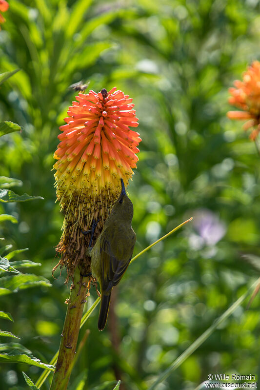 Southern Double-collared Sunbird female adult, eats