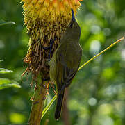 Southern Double-collared Sunbird