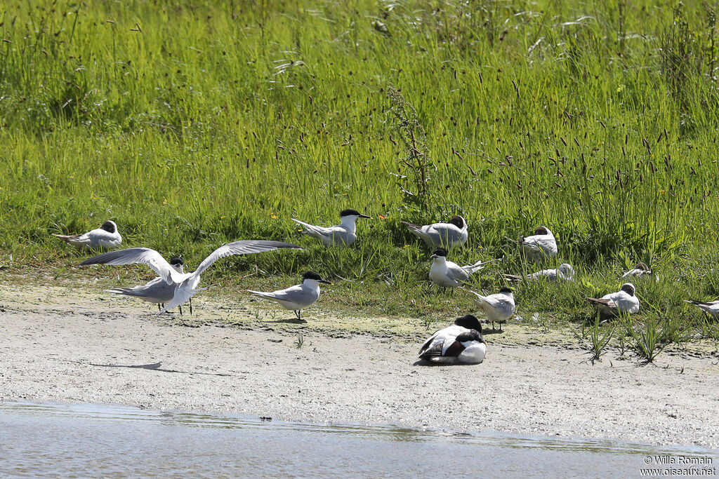 Sandwich Ternadult breeding, Flight