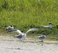 Sandwich Tern