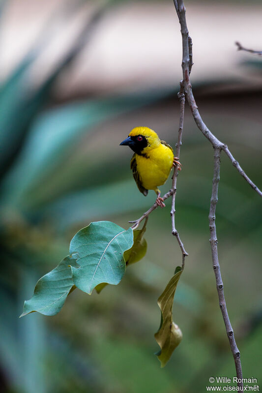 Southern Masked Weaver male adult breeding, walking, Reproduction-nesting