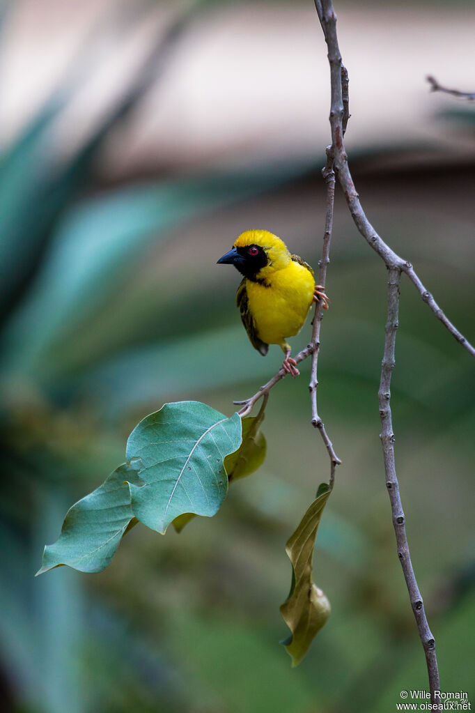 Southern Masked Weaver male adult breeding, walking, Reproduction-nesting