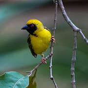 Southern Masked Weaver