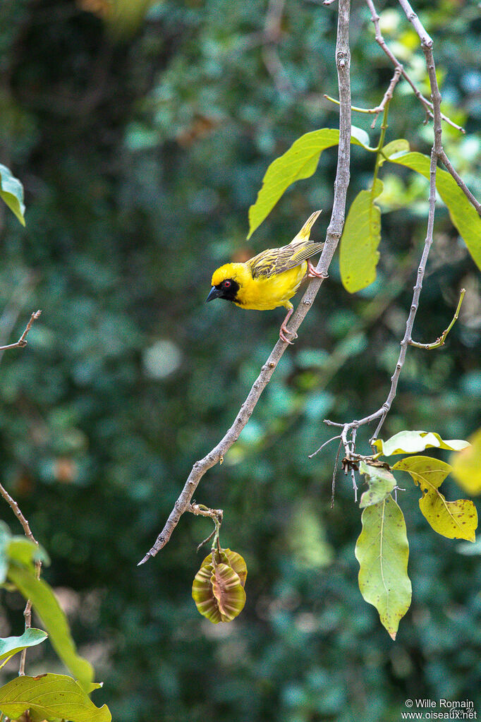 Southern Masked Weaver male adult breeding, walking, Reproduction-nesting