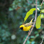 Southern Masked Weaver