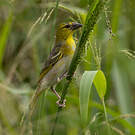 Tisserin gendarme