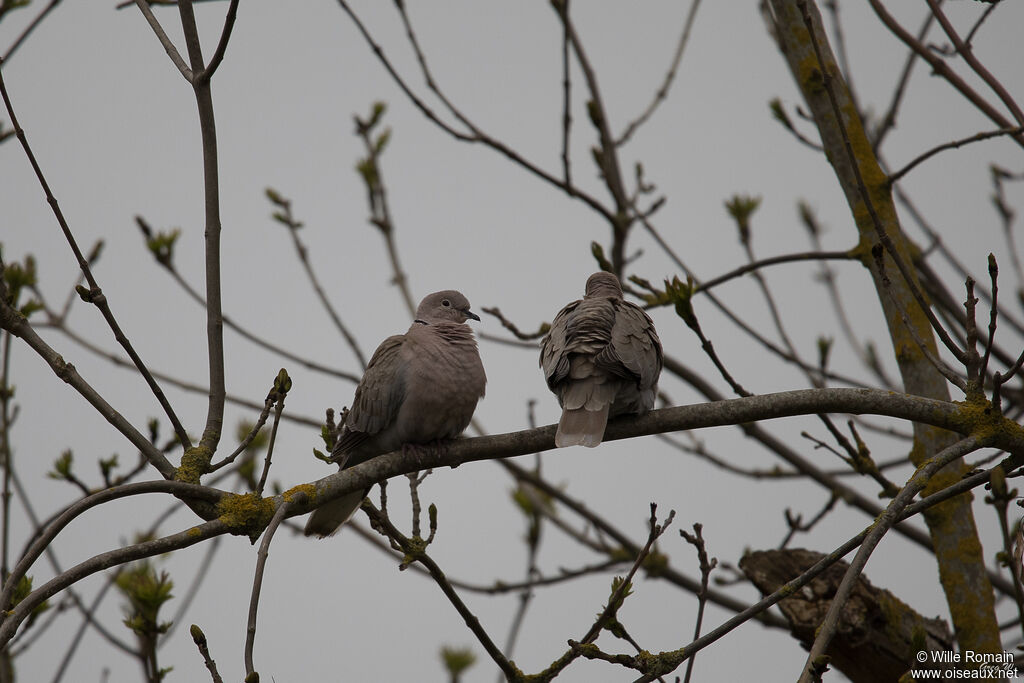 Eurasian Collared Dove