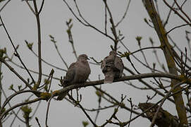 Eurasian Collared Dove