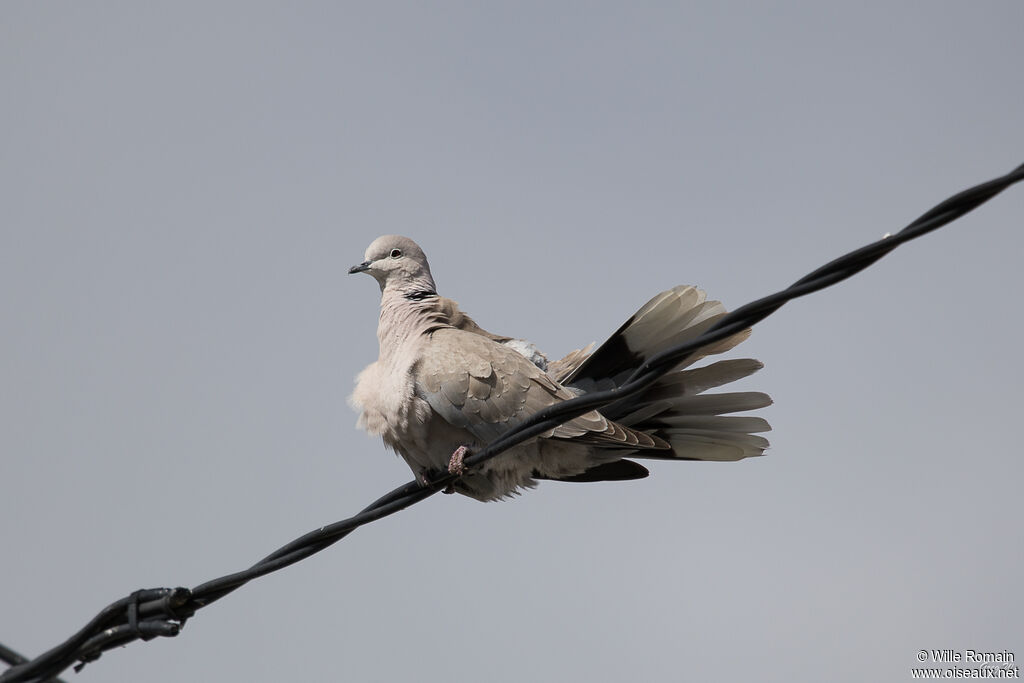 Eurasian Collared Doveadult, care