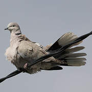 Eurasian Collared Dove