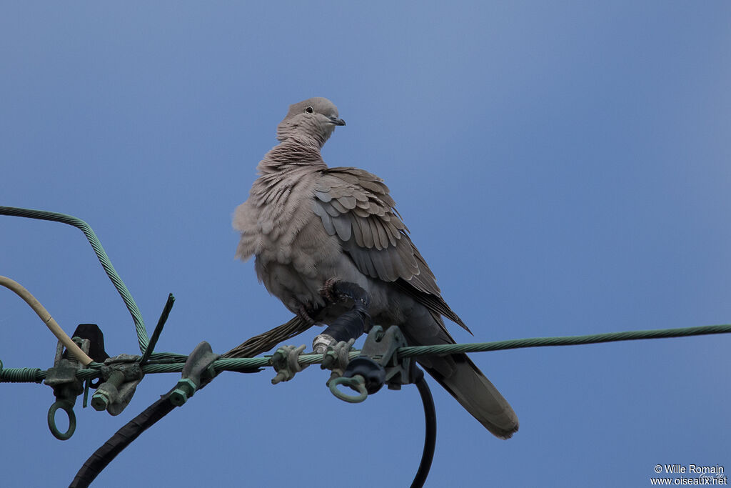 Eurasian Collared Doveadult