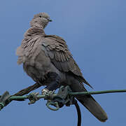 Eurasian Collared Dove