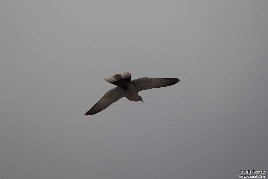 Eurasian Collared Doveadult, Flight