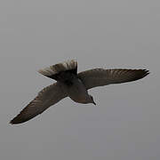 Eurasian Collared Dove