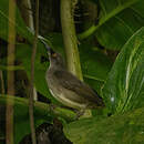 Trembleur gris