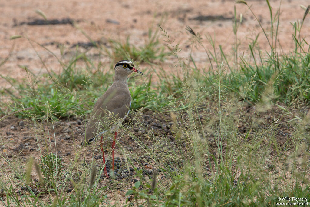 Crowned Lapwingadult, walking