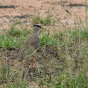 Crowned Lapwing